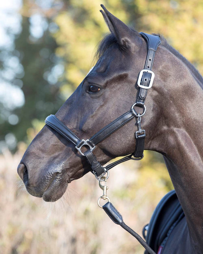 Black coloured LeMieux Anatomic Headcollar with horse in background #colour_black
