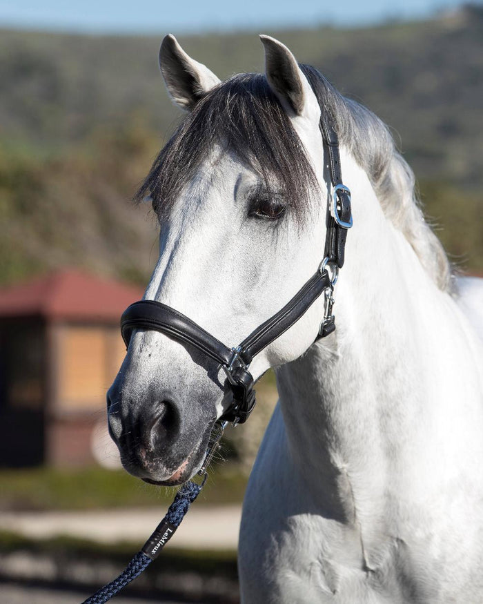 Black coloured LeMieux Anatomic Headcollar with horse in background #colour_black