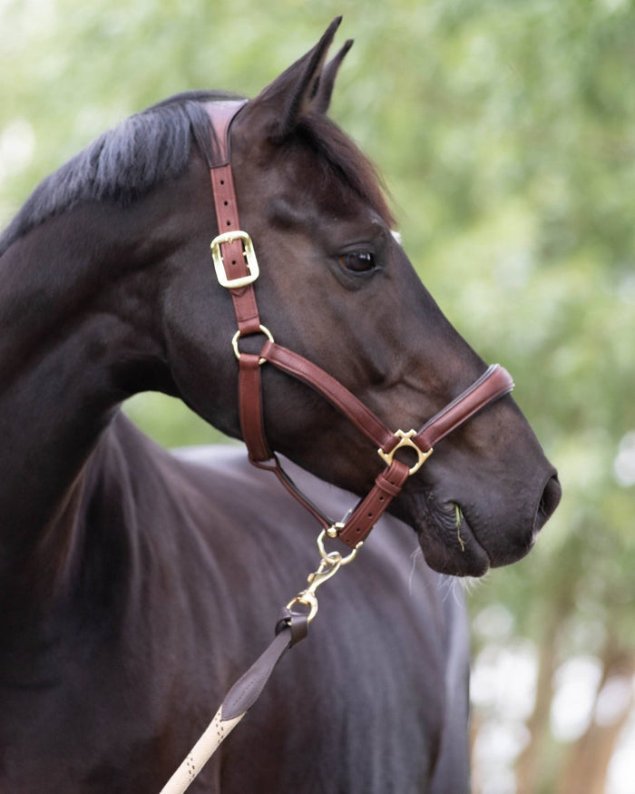 Brown coloured LeMieux Anatomic Headcollar with horse in background #colour_brown