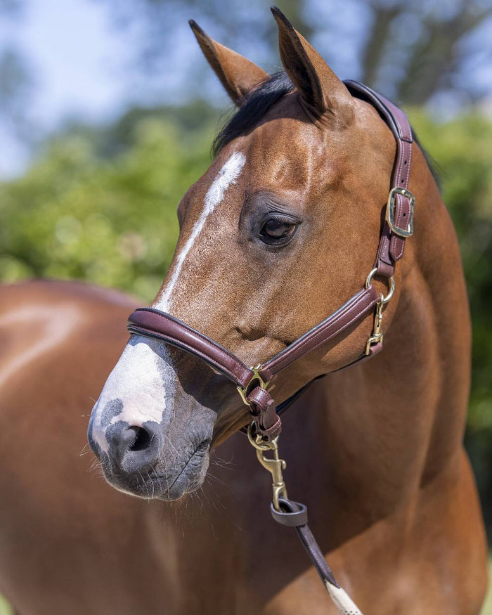 Brown coloured LeMieux Anatomic Headcollar with horse in background #colour_brown