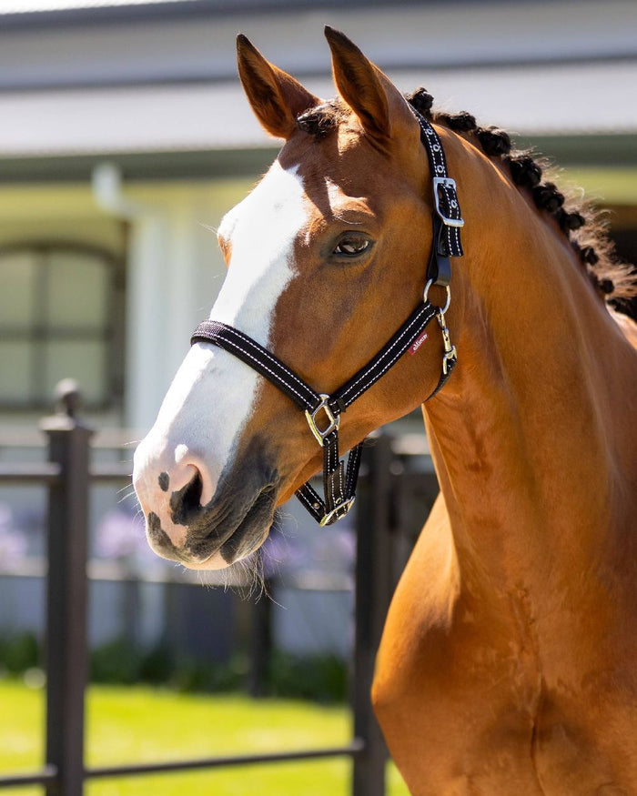 Black coloured LeMieux Essential Yard Headcollar on blurred background #colour_black