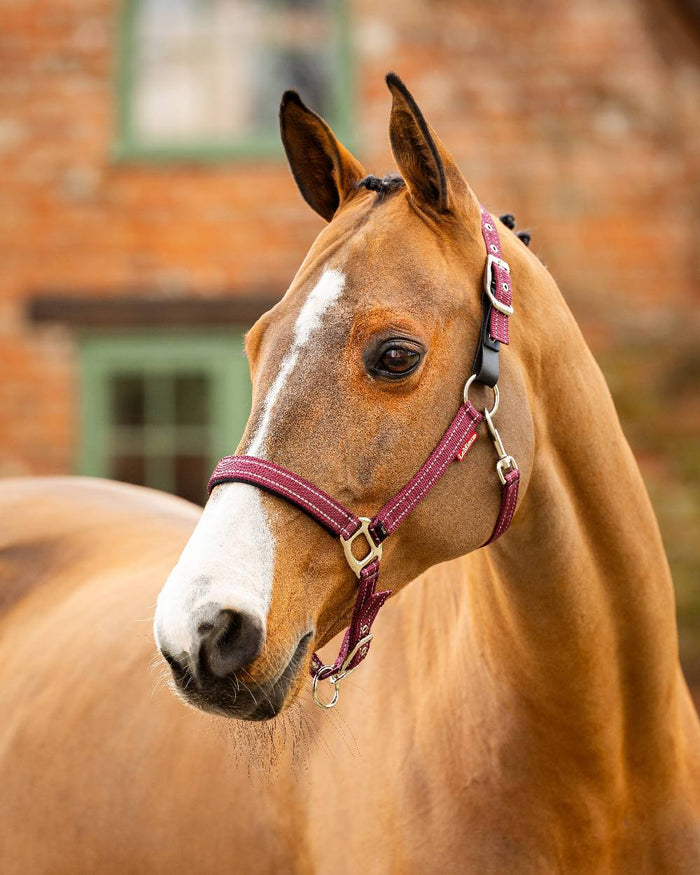 Burgundy coloured LeMieux Essential Yard Headcollar on blurred building background #colour_burgundy