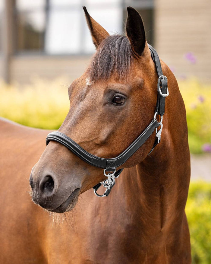 Black coloured LeMieux Leather Grooming Headcollar on blurry background #colour_black