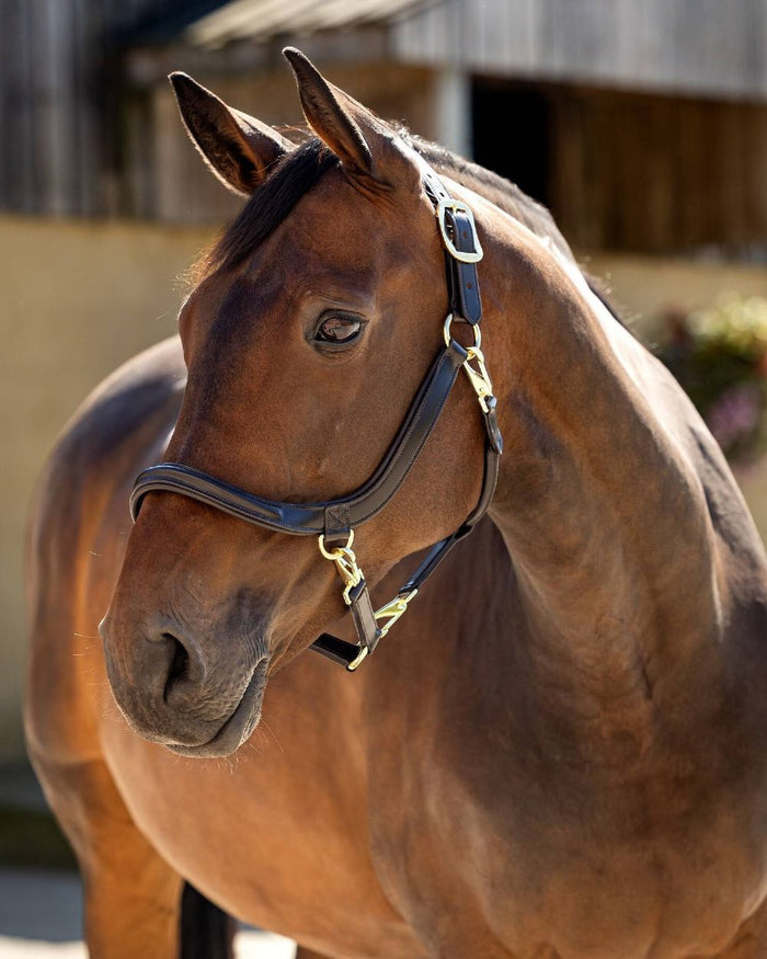 Brown coloured LeMieux Leather Grooming Headcollar on stable background #colour_brown