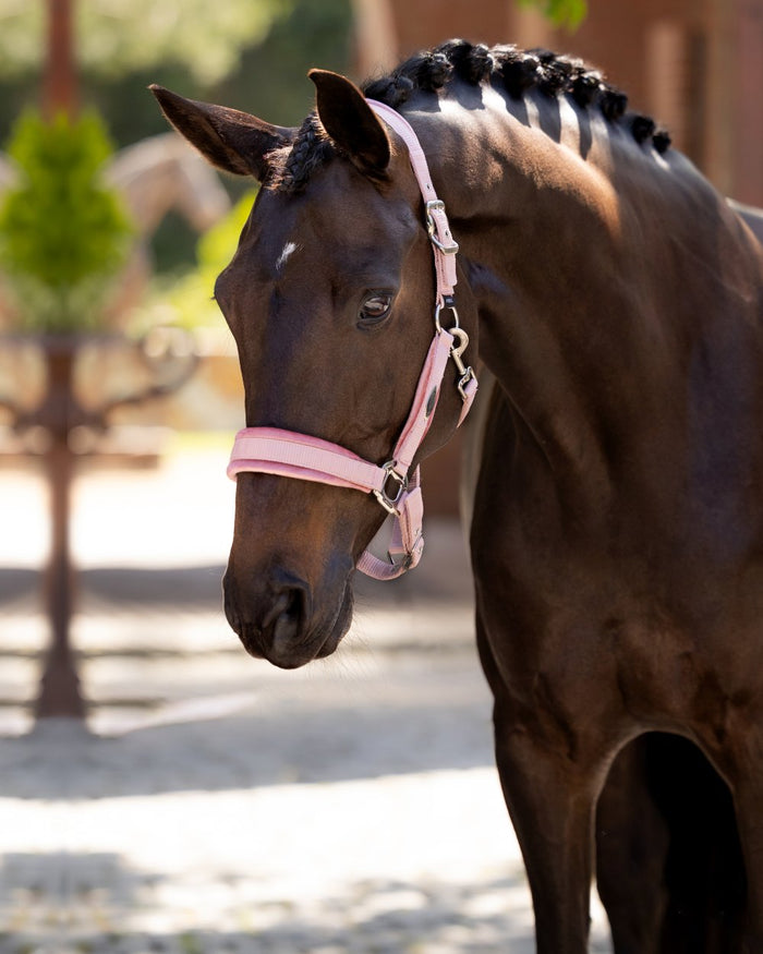 Blossom coloured LeMieux Versailles Headcollar on street background #colour_blossom