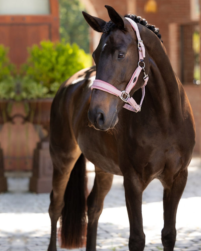 Blossom coloured LeMieux Versailles Headcollar on street background #colour_blossom