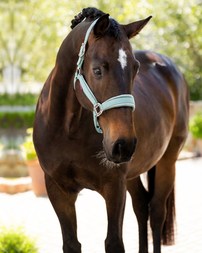 Aqua coloured LeMieux Versailles Headcollar on blurry background #colour_aqua