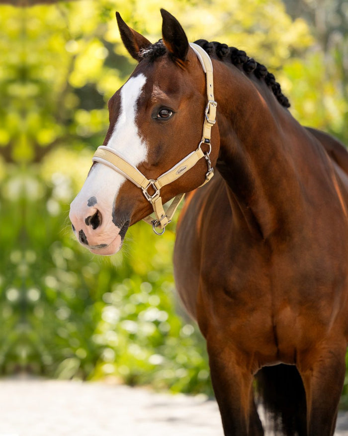 Mimosa coloured LeMieux Versailles Headcollar on blurry background #colour_mimosa