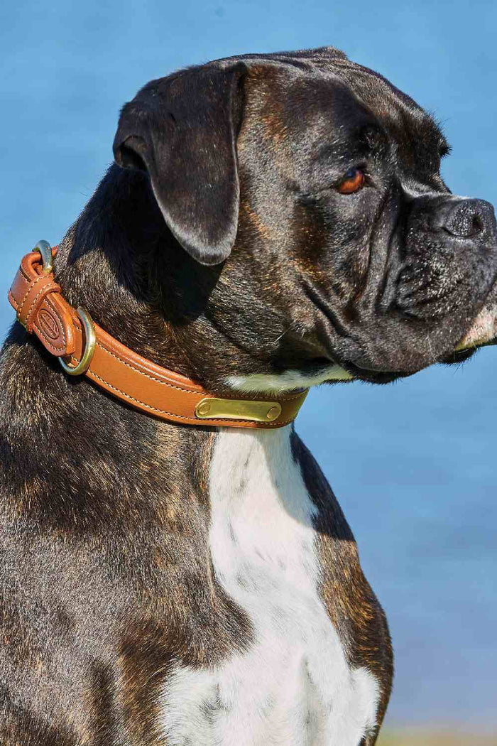 WeatherBeeta Padded Leather Dog Collar in Tan #colour_tan