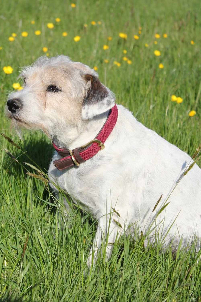 WeatherBeeta Plaited Dog Collar in Maroon/Brown #colour_maroon-brown