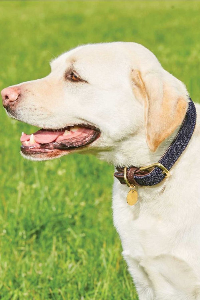 WeatherBeeta Plaited Dog Collar in Navy/Brown #colour_navy-brown