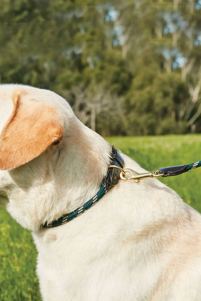WeatherBeeta Rope Leather Dog Collar in Hunter Green/Brown #colour_hunter-green-brown